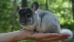 Колко chinchilla трябва да тежи